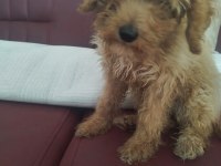 Aşıları yapılmış 3.5 aylık poodle