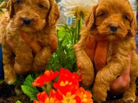 Toy poodle yavrular