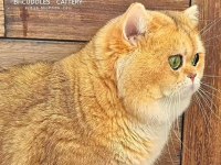 Golden Scrli Anne Baba 