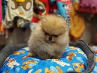 2 Aylık Pomeranian yavrum