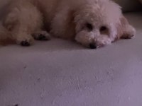 Toy poodle erkek 6 aylık