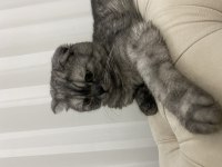 11 Aylık Gri Çizgili Scottish Fold