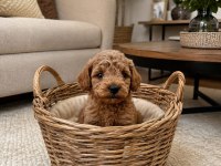TOY POODLE SEVIMLI YAVRULARIM
