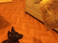 Renk güzeli dişi köpeğimize yuva arıyoruz