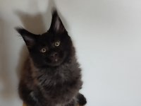 Vaşak kılığına girmiş maine coon leo