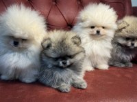 Çok özel ayı suratlı pomeranian boo yavrular