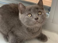 British shorthair erkek yavru 2 buçuk aylık