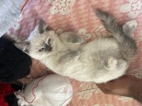 2 aylık aşısı var blue point british shorthair