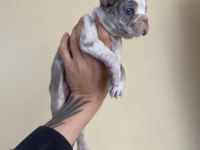 A+ Kalite FRENCH BULLDOG yavrularımız