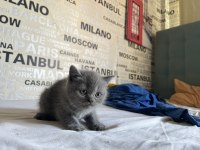 Karakteri Ve Irkı Kusursuz British Shorthair Yavruları