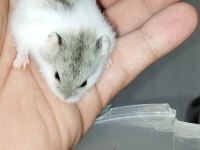 ÖZEL RENK DWARF HAMSTER