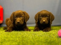Renk Renk Labrador Yavrularımız