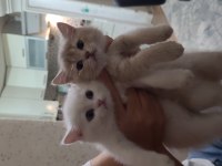 2 yavru kedimiz teslime hazır