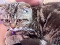 Henüz 70 günlük scottish fold tuvalet eğitimi var