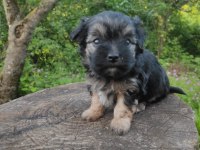 Morkie yavrular