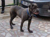 Safkan Aa++ Cane Corso İstanbul