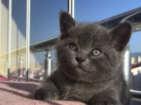 50 günlük british shorthair