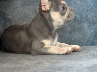 KALİTELİ LİLAC TAN FRENCH BULLDOG BEBEK