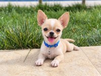 Oyuncak gibi WC eğitimli chihuahua