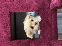2 aylık dişi longhair chihuahua