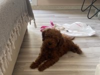 Mükemmel Kalitede Red Brown Poodle Yavru