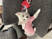 Pomeranian Uslu Spitz