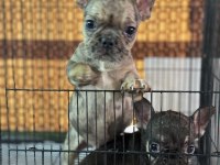 Çift DNA mükemmel anatomi french bulldog