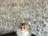 SCOTTISH FOLD SEVİMLİ YAVRULARIM 