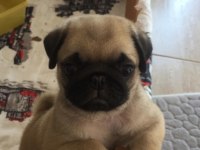 Yavru dişi pug
