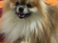 13 aylık pomeranian