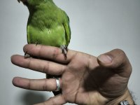 Bebek pakistan papağanı yavrusu