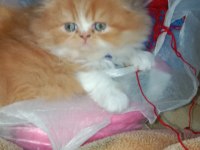 Yavru exotic shorthair (açıklamayı oku)