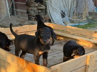 DİŞİ DOBERMAN YAVRUMUZ