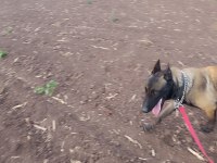 Hırslı Malinois Alan Korur