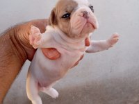 French bulldog köpekler