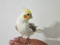2 Aylık Yavru Sultan Papağanı Yeme Düşme