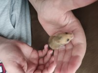 Çok Tatlı Minik Yavrucuk Hamsterler Suriye ve Gonzales