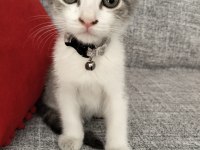 Ücretsiz british shorthair yavru sahiplendirme