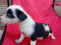 Maltese terrier yavrular