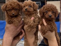 Toy poodle yavrularımız