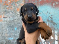Yavru Doberman yavrularımız