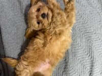 Teacup Maltıpoo Yavrularımız
