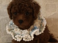 Kore poodle bebeklerim teslime hazır