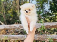 Teddy Pomeranian Boo yavrular hazır