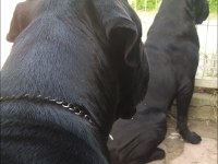 A şecereli cane corso yavrularımız