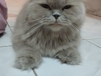 British Longhair Kedisi