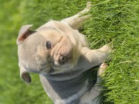 Renkli Gözlü Ev Ortamında Bakılan French Bulldog Yavrularım