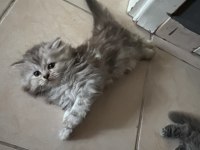 2.5 Aylık British Longhair Yavrularımız