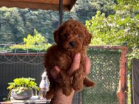 A kalite poodle yavrular