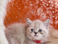 British Shorthair Dişi Erkek Sevimli Yavrular